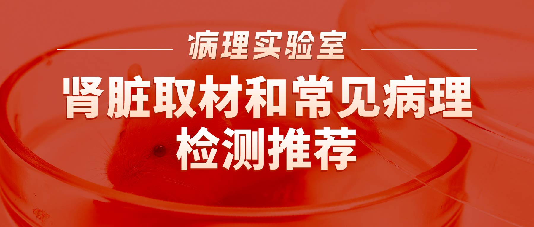 「病理实验有话说」-肾脏取材和常见病理检测推荐