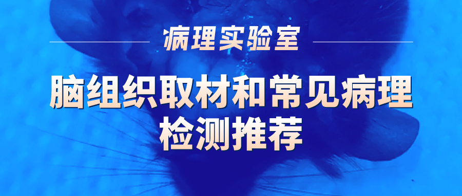 脑组织取材和常见病理 检测推荐